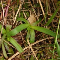 Cyanotis pilosa Schult. & Schult.f.